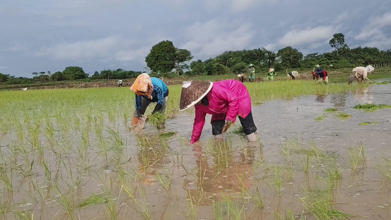 Kementan Percepat Tanam Oplah dan CSR untuk Jaga Produksi Pangan