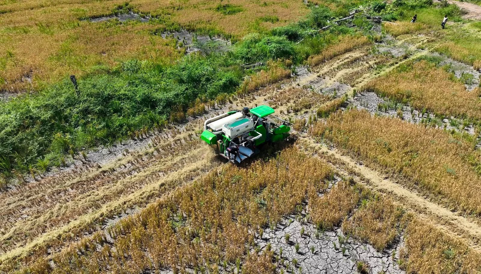 Cetak Sawah Rakyat Bantu Petani Papua Kelola Lahan Sendiri